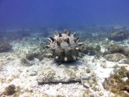 Sculpture in the MUSA IMG 3386